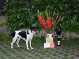 chien_de_ferme_dano-suedois_20211129_1479530662
